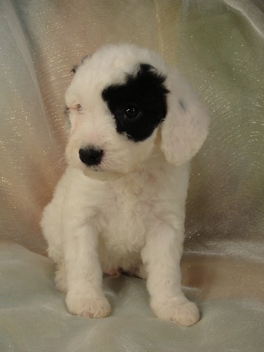 Male cockapoo Puppy for sale #5 Born February 20th 2012